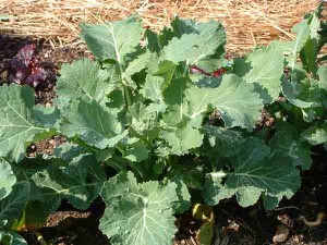 The Lazy Susan guide to winter vegetable gardening