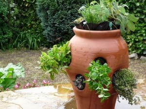 6 Tips on How to Grow Herb Gardens from Seed
