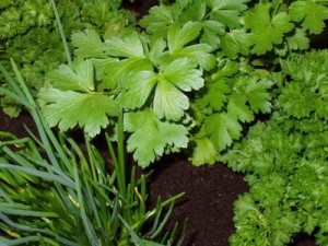 How to Grow Herbs in Pots and Containers