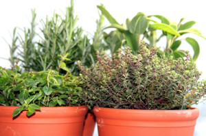 How to Plant a Herb Pot