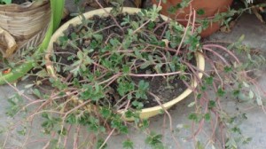 The Scented Herb Garden - Growing and Enjoying Fragrant Herbs