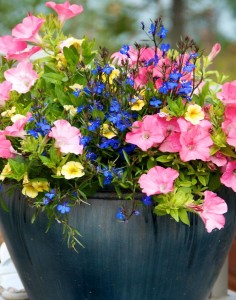 flower garden ideas how to sort container mix