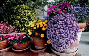 flower garden ideas how to sort pot style