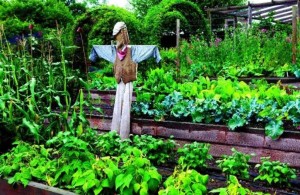 terraced landscape for your home with natural style vegetable