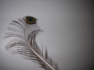 peacock feather